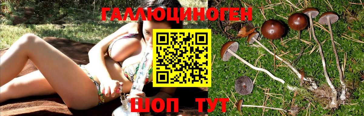 Галлюциногенные грибы Psilocybine cubensis Заречный